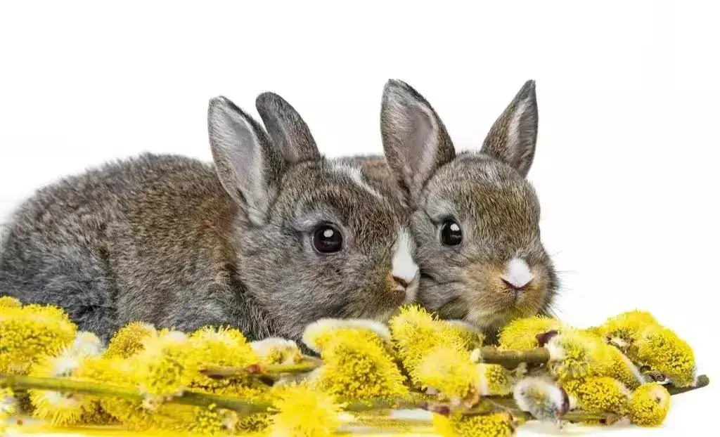 玉兔迎春春入户是什么生肖(3)