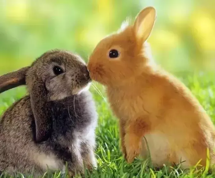 玉兔迎春春入户是什么生肖(4)