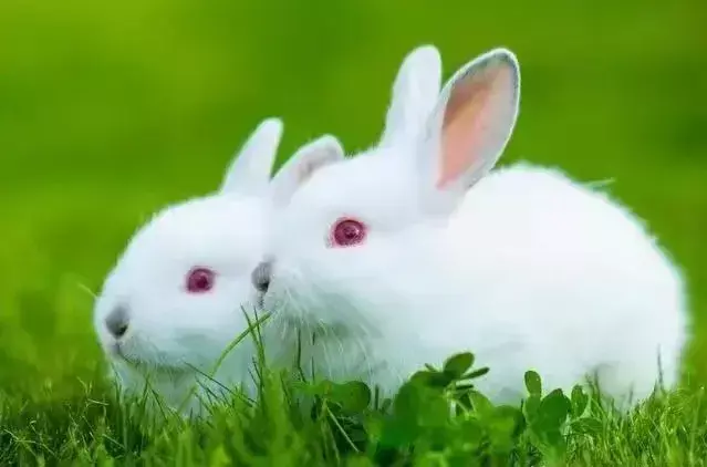 玉兔迎春春入户是什么生肖(5)