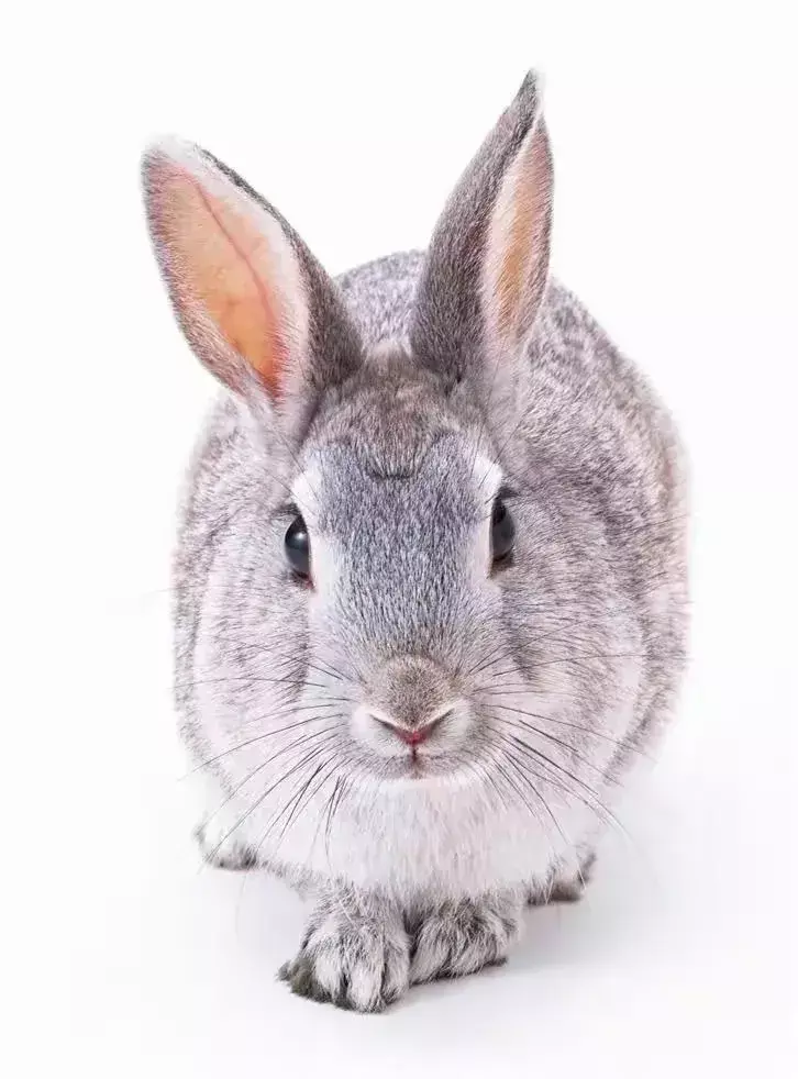 玉兔迎春春入户是什么生肖(7)