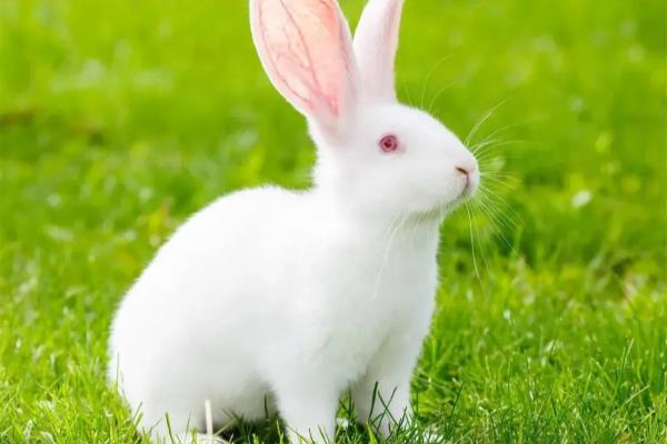 玉兔迎春春入户是什么生肖.