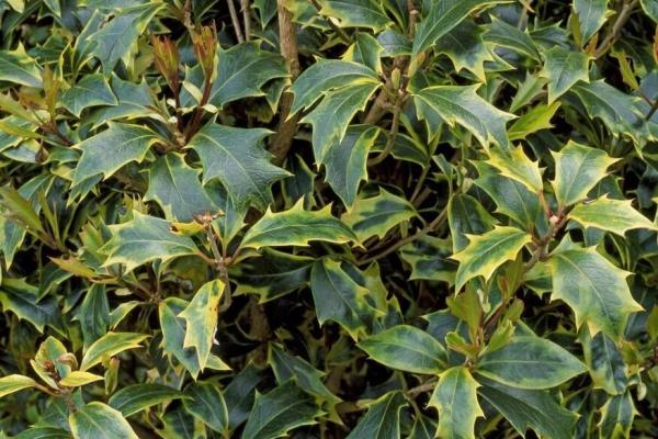 三元乳业是国企还是私企.