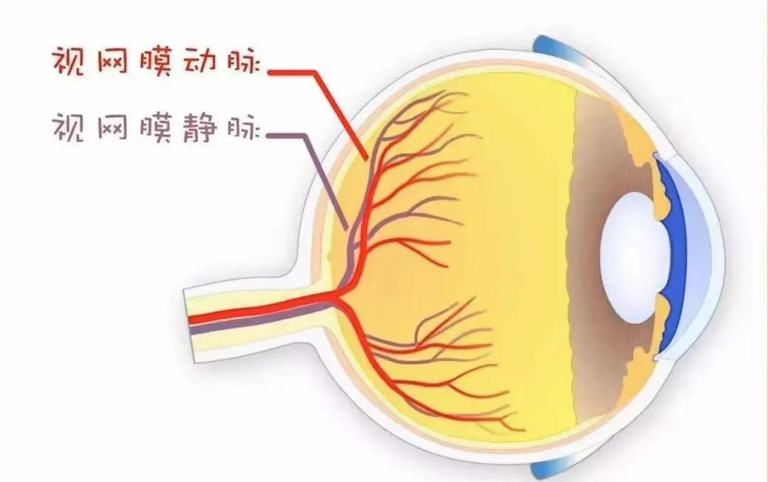 突然看不见了是怎么回事(2)