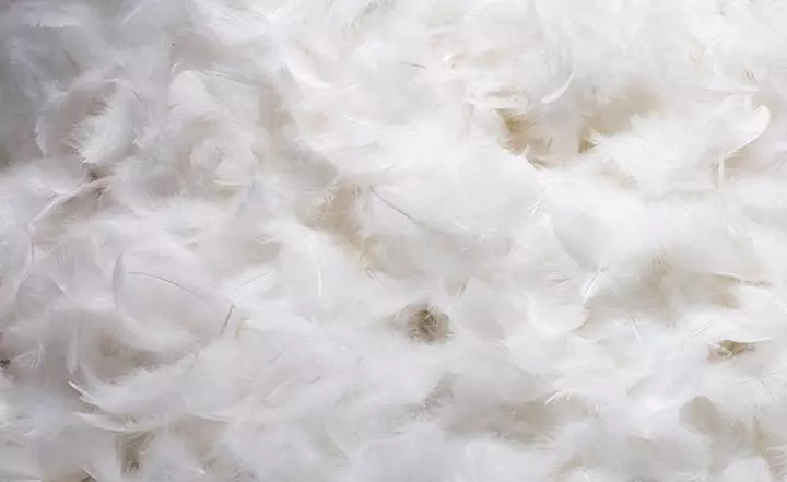 羽绒服的填充物是鸭绒好还是鹅绒好(2)