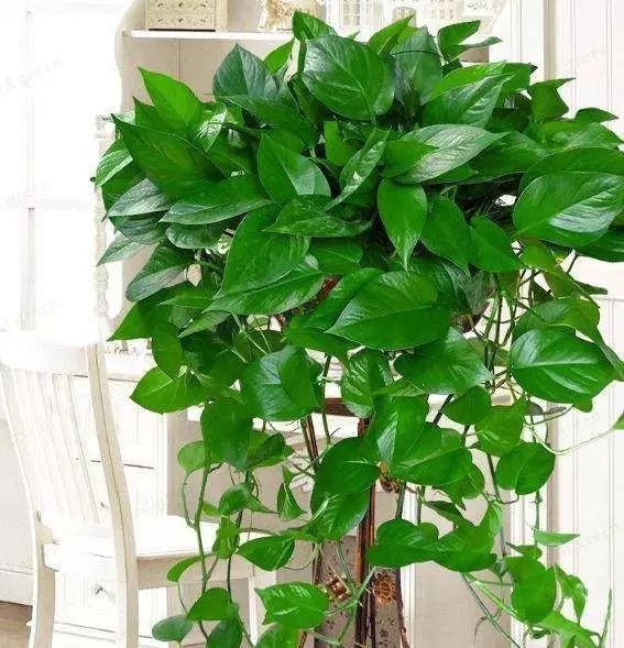 刚买来的绿萝叶子发黄怎么回事(1)