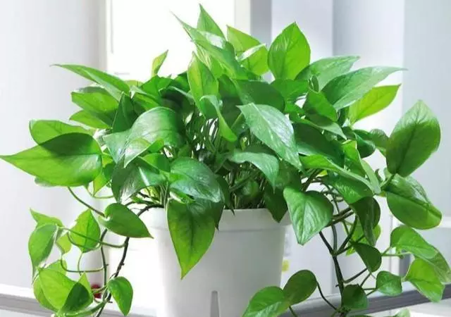 刚买来的绿萝叶子发黄怎么回事(2)