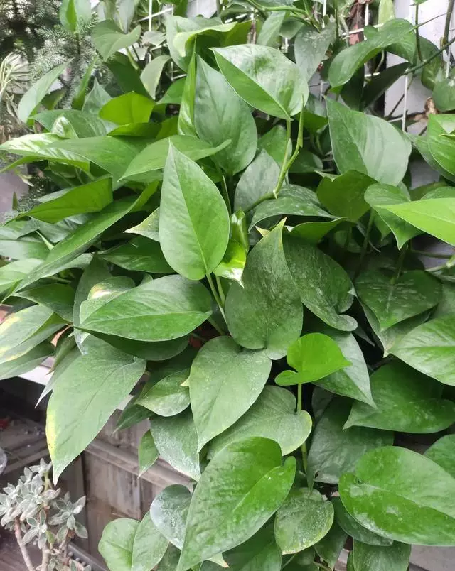 刚买来的绿萝叶子发黄怎么回事(3)