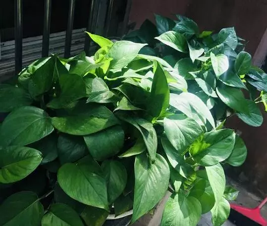 刚买来的绿萝叶子发黄怎么回事(4)