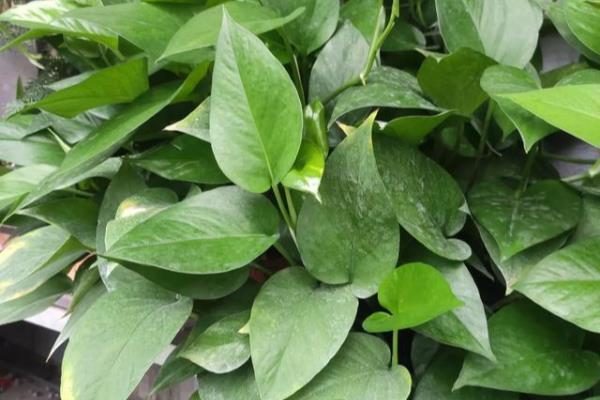 刚买来的绿萝叶子发黄怎么回事.