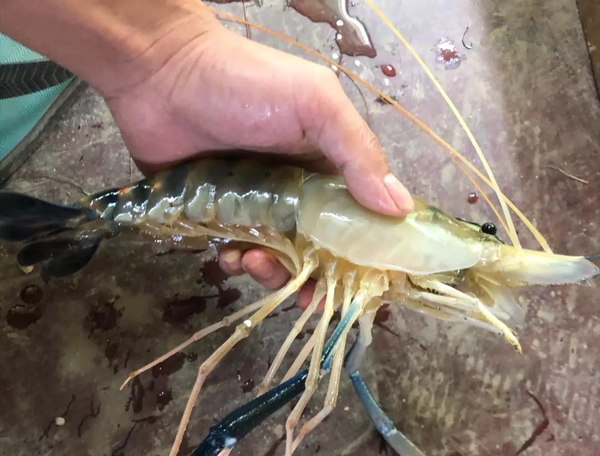 最大的虾有多大有几斤(1)