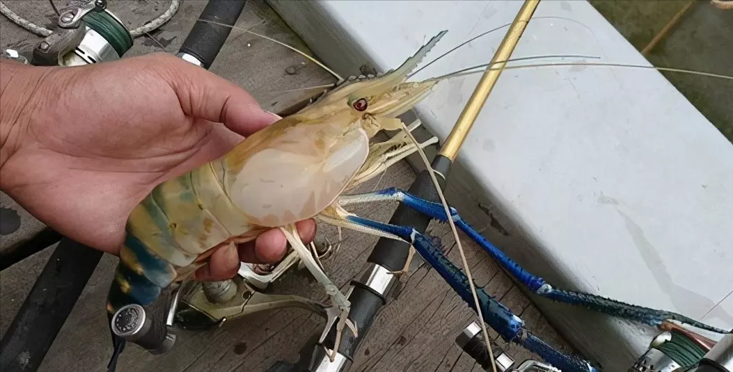 最大的虾有多大有几斤(3)