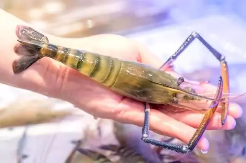 最大的虾有多大有几斤(8)