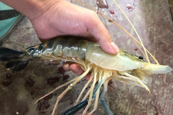 最大的虾有多大有几斤.