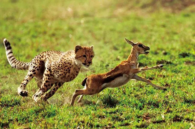 哺乳动物有哪些运动方式(16)