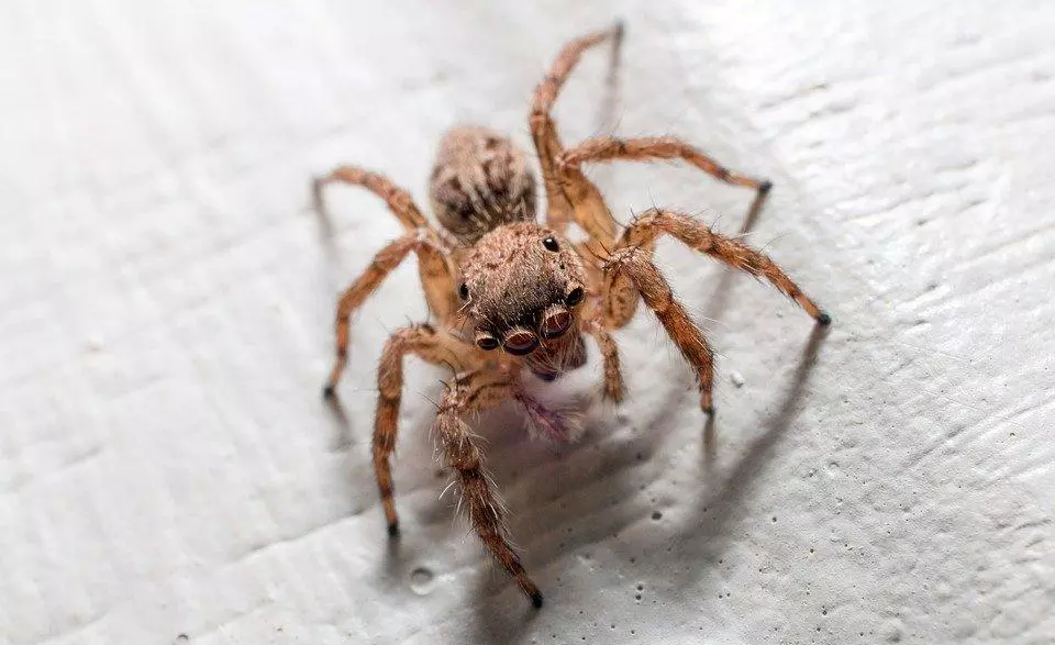 哺乳动物有哪些运动方式(1)