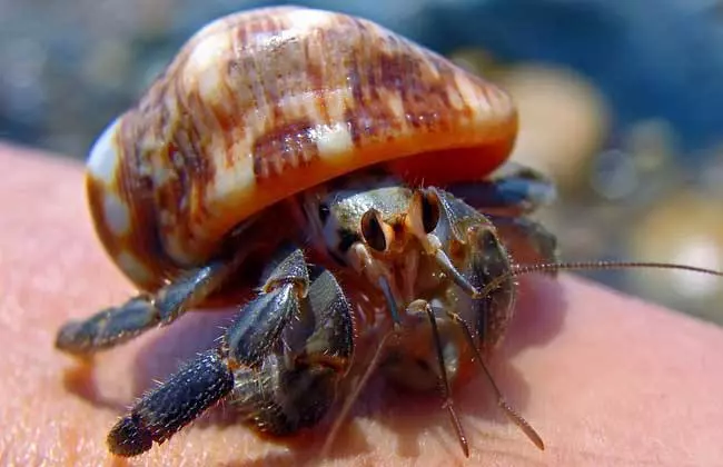 哺乳动物有哪些运动方式(2)