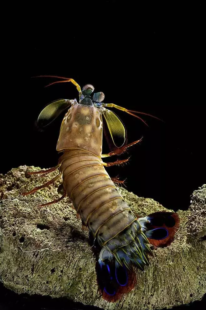 哺乳动物有哪些运动方式(3)