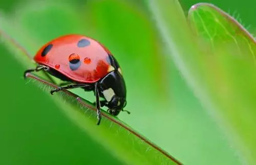 哺乳动物有哪些运动方式(4)