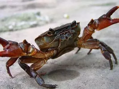 哺乳动物有哪些运动方式(5)