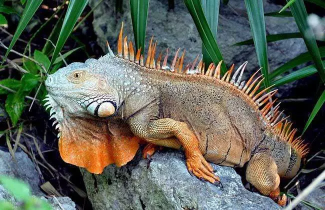 哺乳动物有哪些运动方式(8)