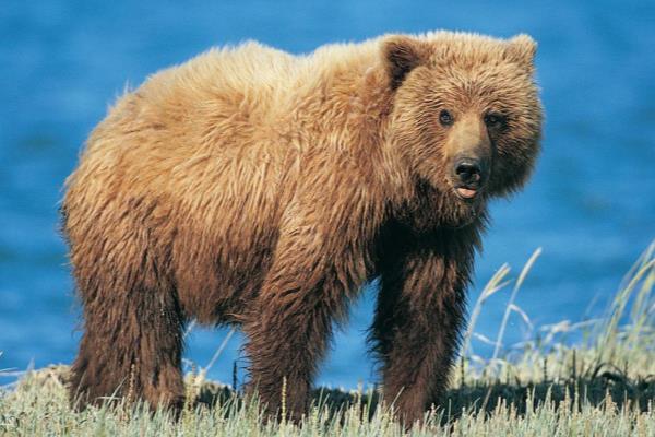 哺乳动物有哪些运动方式.