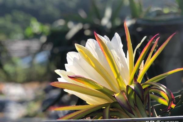 说一个人有风范的意思是什么意思.