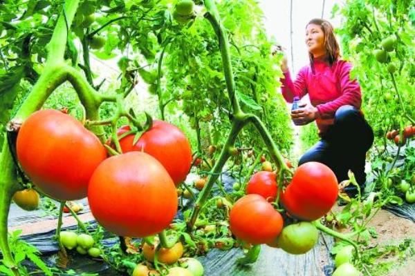 草莓味西红柿是转基因吗.