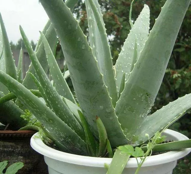 芦荟如何美容养颜(4)