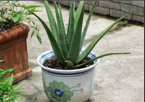 芦荟如何美容养颜(6)