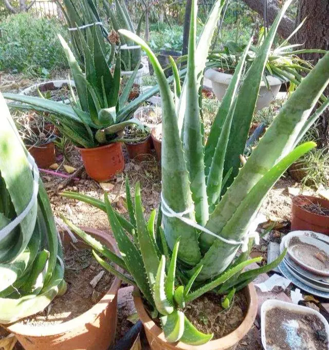 芦荟如何美容养颜(7)