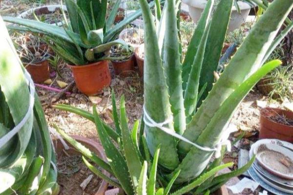 芦荟如何美容养颜.