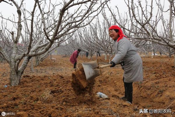树木移栽用什么生根剂.