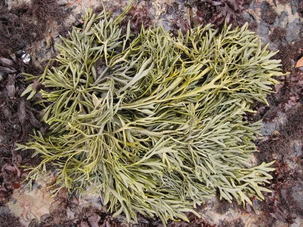 海洋植物有哪些作用简单概括(10)