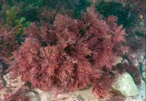 海洋植物有哪些作用简单概括(2)