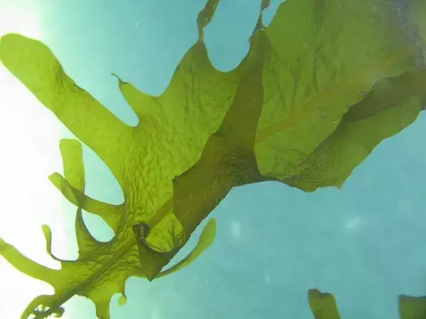 海洋植物有哪些作用简单概括(5)