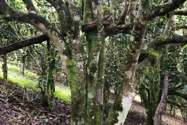 网络上的功夫茶啥意思.