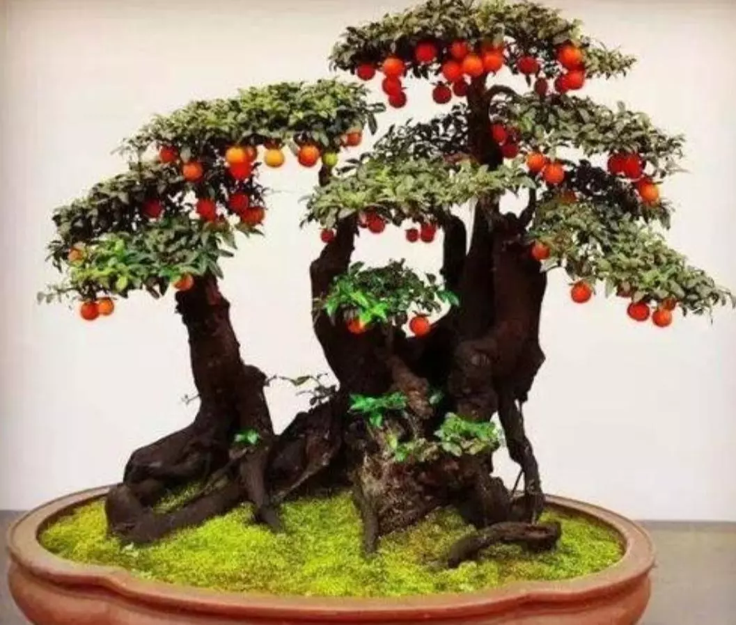 金弹子盆栽用什么土培好呢(1)