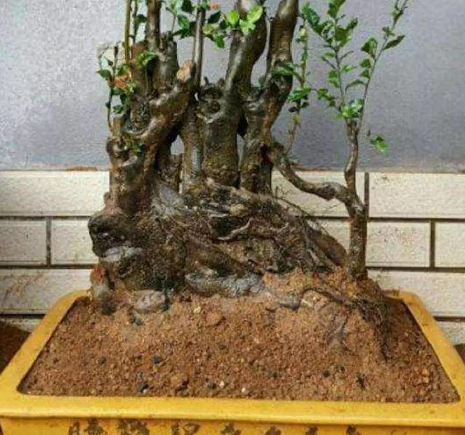 金弹子盆栽用什么土培好呢(2)