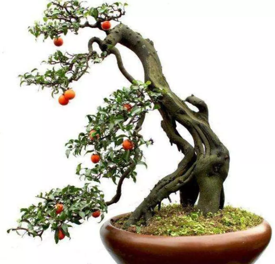 金弹子盆栽用什么土培好呢(3)