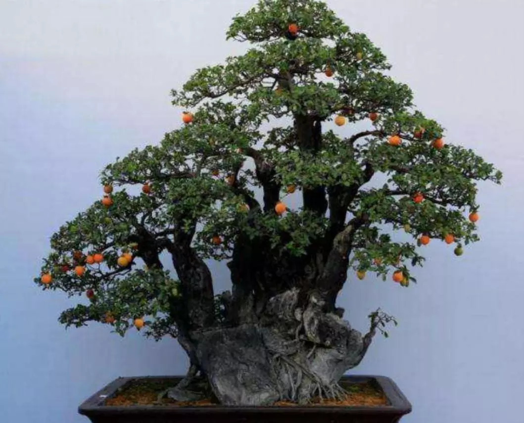 金弹子盆栽用什么土培好呢(5)