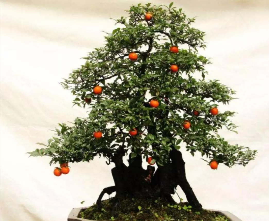 金弹子盆栽用什么土培好呢(6)