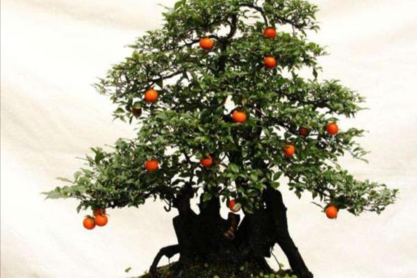 金弹子盆栽用什么土培好呢.