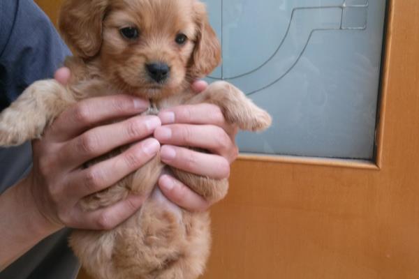 司马光砸缸故事的意思.