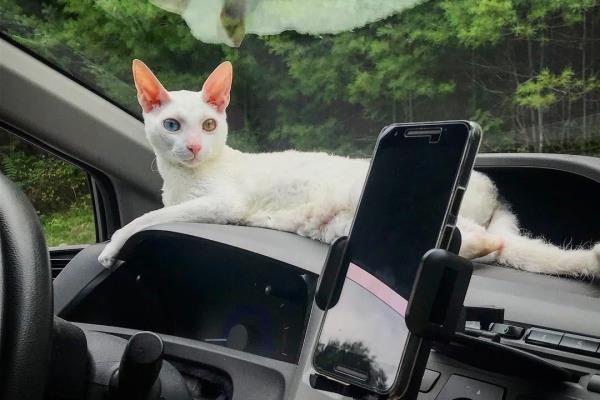 鸳鸯眼的白猫是什么品种.