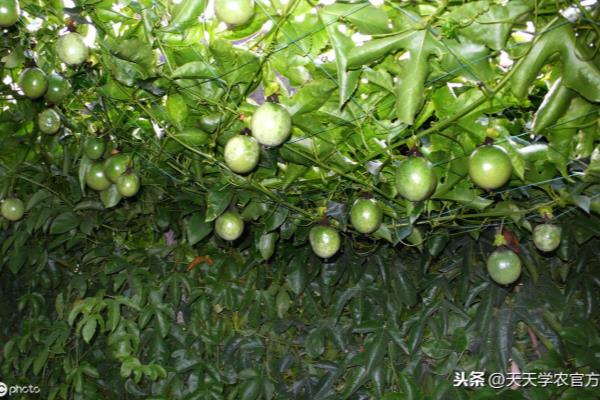 百香果怎么种植在家怎样种百香果.