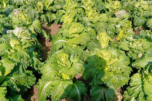 龙芽菜到底是什么菜.