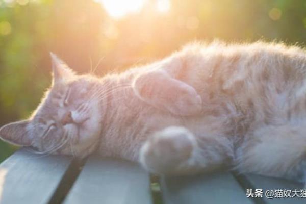 讨厌猫的女人是什么性格?.