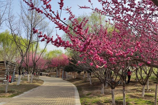灞桥生态湿地公园要门票吗.