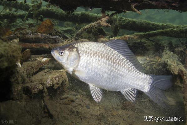 鱼探仪什么品牌比较好.