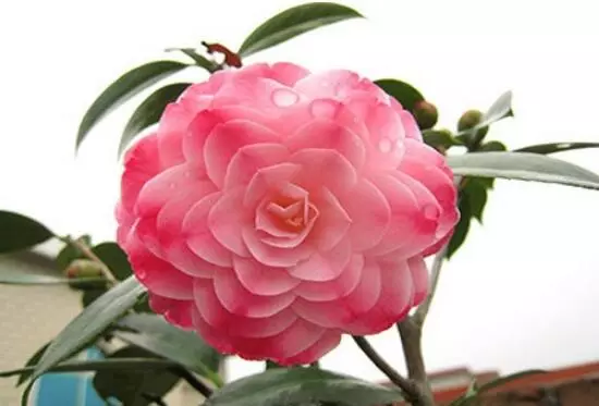室内能养茶花吗,茶花有毒吗(1)